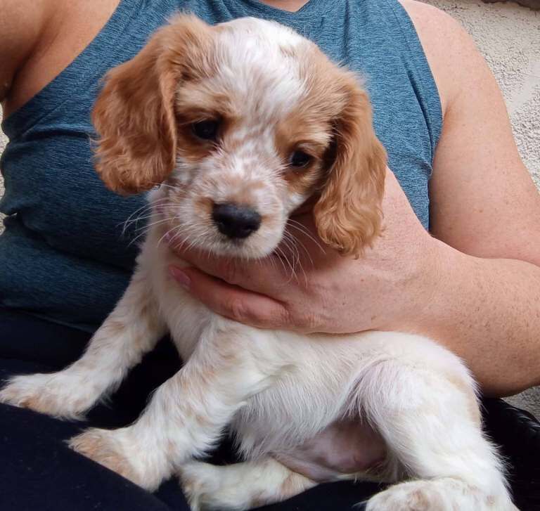 Cavalier x cockapoo - Image 3 of 5