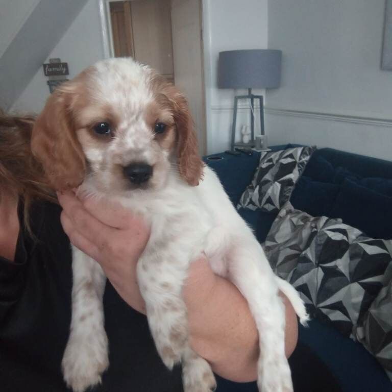 Cavalier x cockapoo - Image 4 of 5