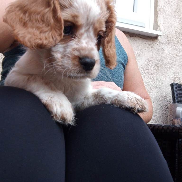 Cavalier x cockapoo - Image 5 of 5