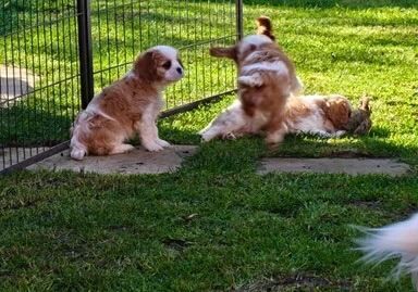 Cavaliers King Charles from Health Tested Parents