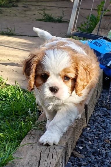 Cavaliers King Charles from Health Tested Parents - Image 2 of 3