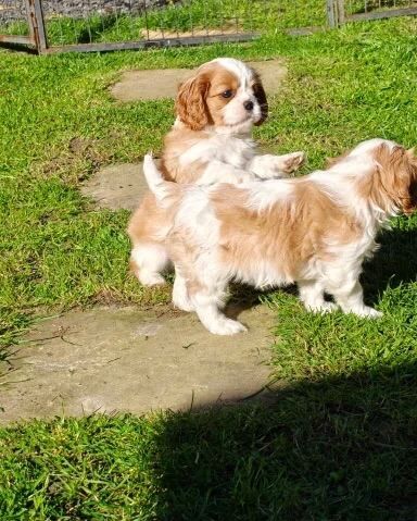Cavaliers King Charles from Health Tested Parents - Image 3 of 3