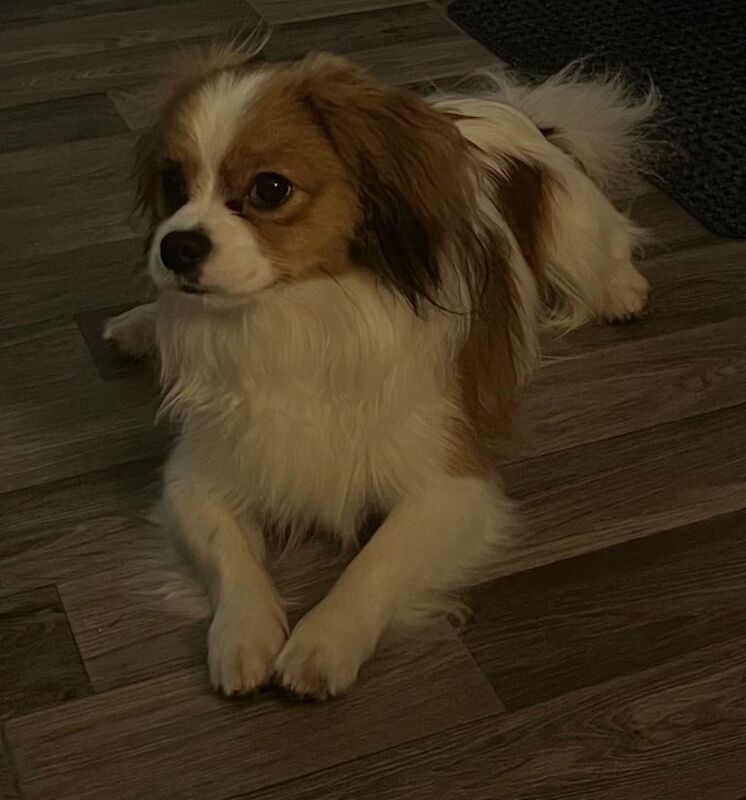 King Charles Spaniel Puppies For Sale