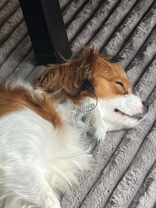 CavaPom male 11 months - Image 2 of 4