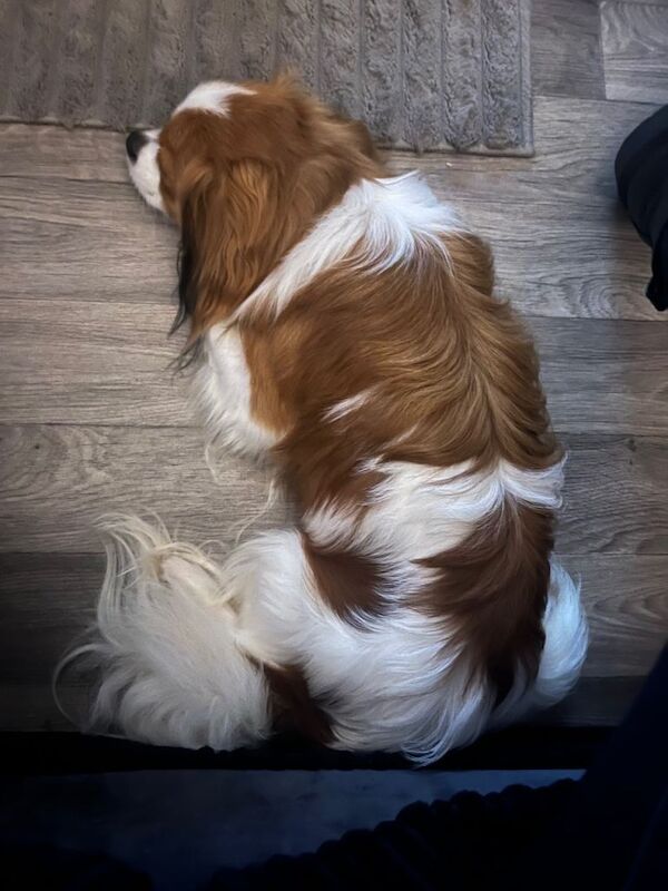 CavaPom male 11 months - Image 3 of 4