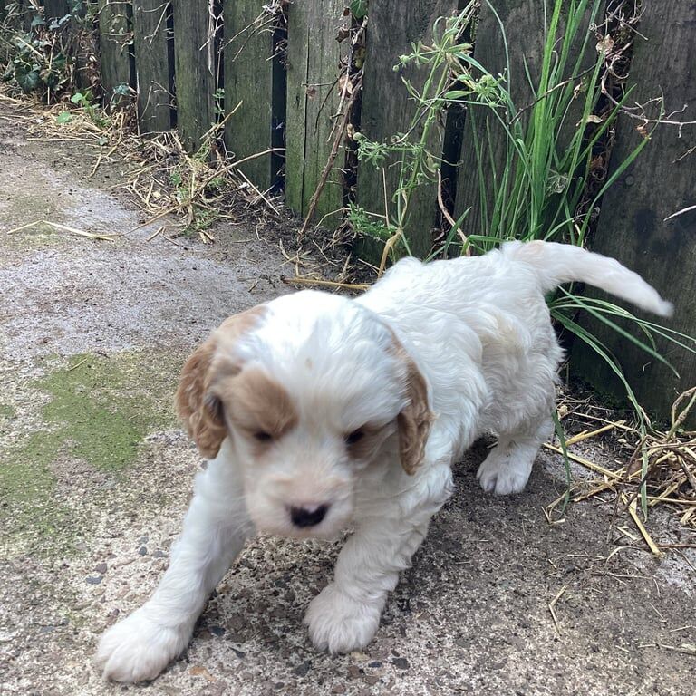 Cavalier King Charles Spaniel puppies for sale in Dungannon, County Tyrone – 5 weeks old - Image 2 of 3