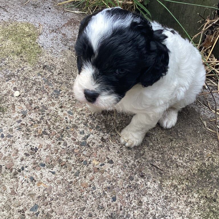 Cavalier King Charles Spaniel puppies for sale in Dungannon, County Tyrone – 5 weeks old - Image 3 of 3