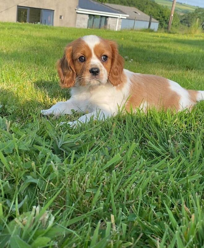 Cavalier King Charles Spaniel puppies for sale in Newcastle Emlyn / Castell Newydd Emlyn, Dyfed – 11 weeks old