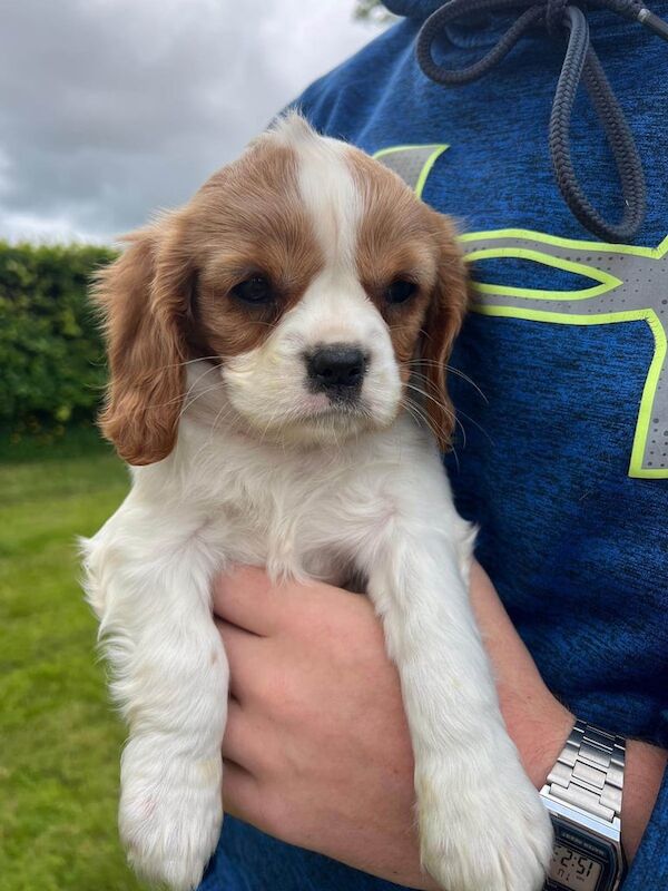Cavs For Sale in Newcastle Emlyn / Castell Newydd Emlyn, Dyfed | Image 2