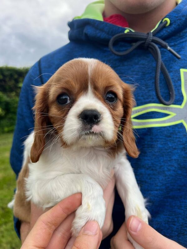 Cavs For Sale in Newcastle Emlyn / Castell Newydd Emlyn, Dyfed - Image 3