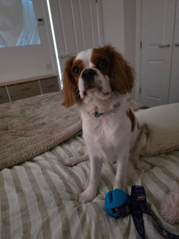 King Charles Spaniel Puppies For Sale