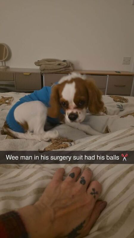 Ckc puppy 6.5 months old - Image 2 of 4