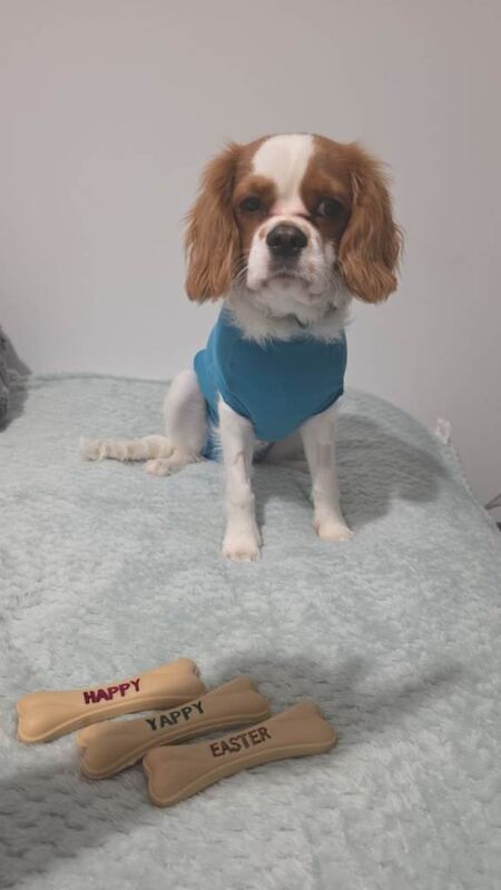 Ckc puppy 6.5 months old - Image 3 of 4