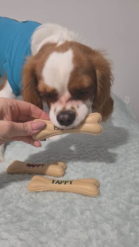 Ckc puppy 6.5 months old - Image 4 of 4