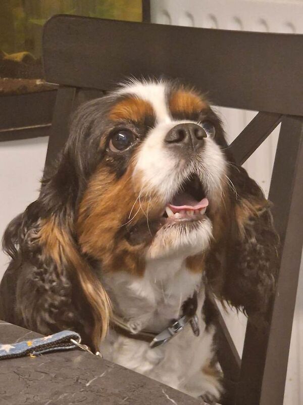 King Charles Spaniel Puppies For Sale