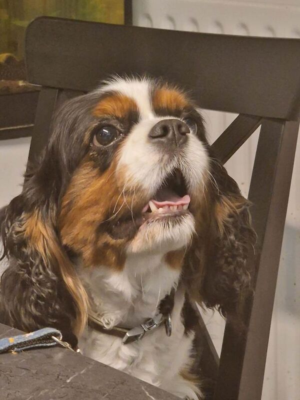 Cavalier King Charles Spaniel puppies for sale in Downpatrick, County Down – 4 years old - Image 2 of 5