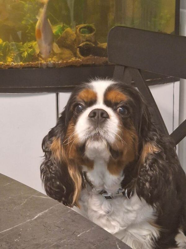 Cavalier King Charles Spaniel puppies for sale in Downpatrick, County Down – 4 years old - Image 3 of 5