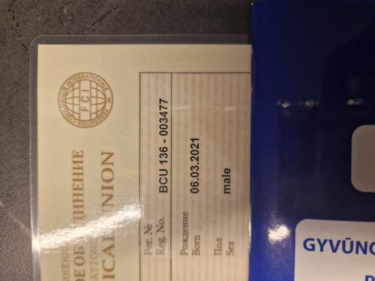 Cavalier King Charles Spaniel puppies for sale in Downpatrick, County Down – 4 years old - Image 5 of 5