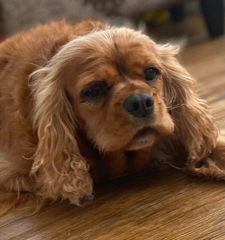 Cavalier King Charles Spaniel puppies for sale in Sudbury, Suffolk – KC registered, 6 years old