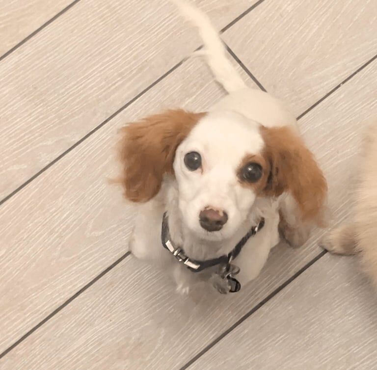 Cavalier King Charles Spaniel puppies for sale in East Grinstead, West Sussex – 7 months old