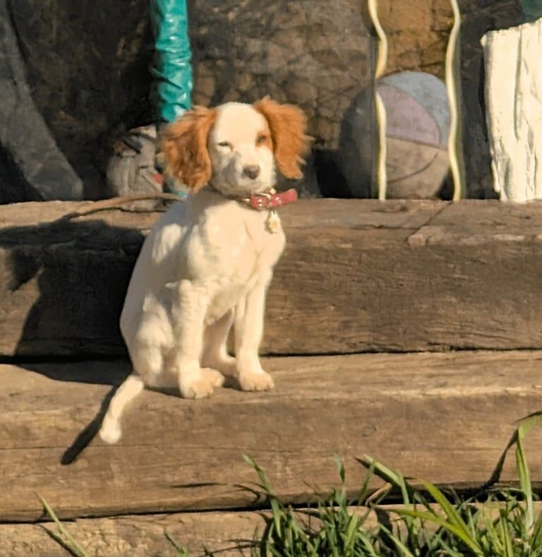 Cavalier King Charles Spaniel puppies for sale in East Grinstead, West Sussex – 7 months old - Image 2 of 3