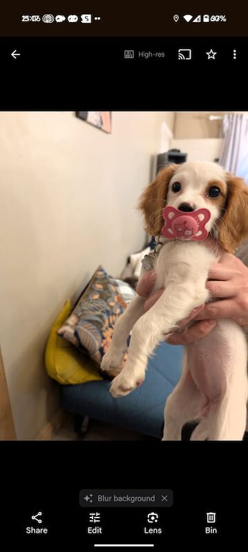 Cavalier King Charles Spaniel puppies for sale in East Grinstead, West Sussex – 7 months old - Image 3 of 3
