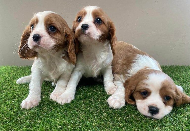 Cavalier King Charles Spaniel puppies for sale in New Moston, Greater Manchester – 8 weeks old