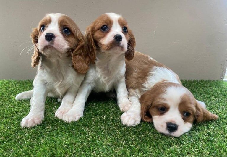 Cavalier King Charles Spaniel puppies for sale in New Moston, Greater Manchester – 8 weeks old - Image 2 of 3