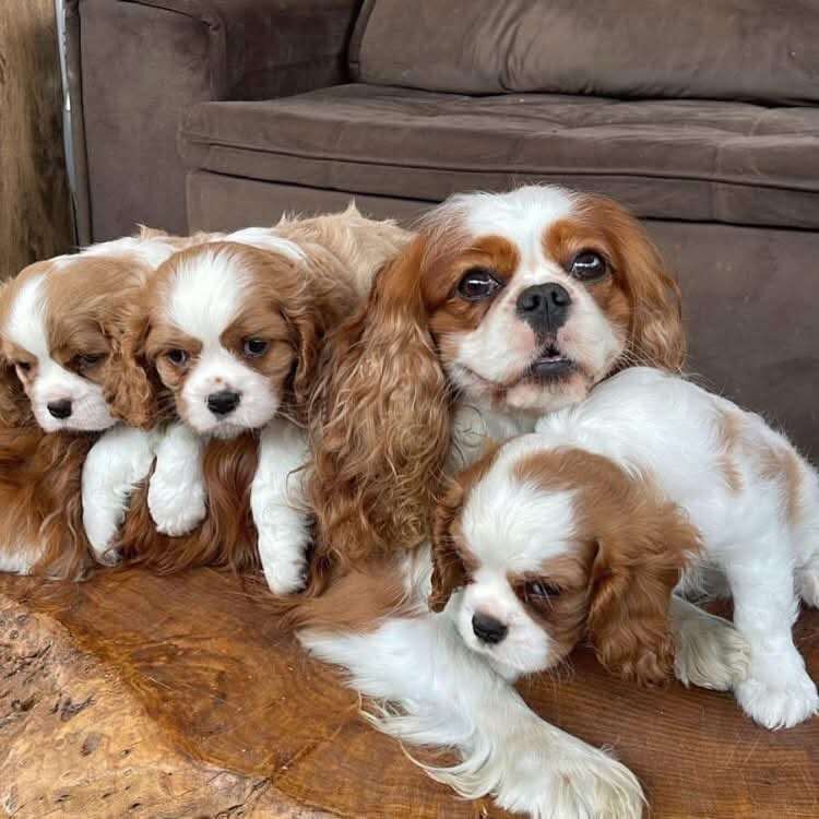 Cavalier King Charles Spaniel puppies for sale in New Moston, Greater Manchester – 8 weeks old - Image 3 of 3