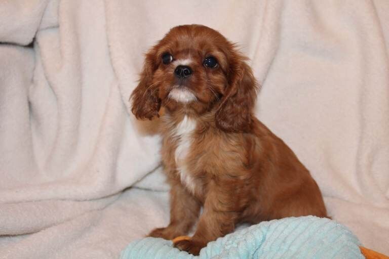 Gorgeous Cavalier King Charles Spaniel Puppies Ready for New Homes - Image 3 of 4