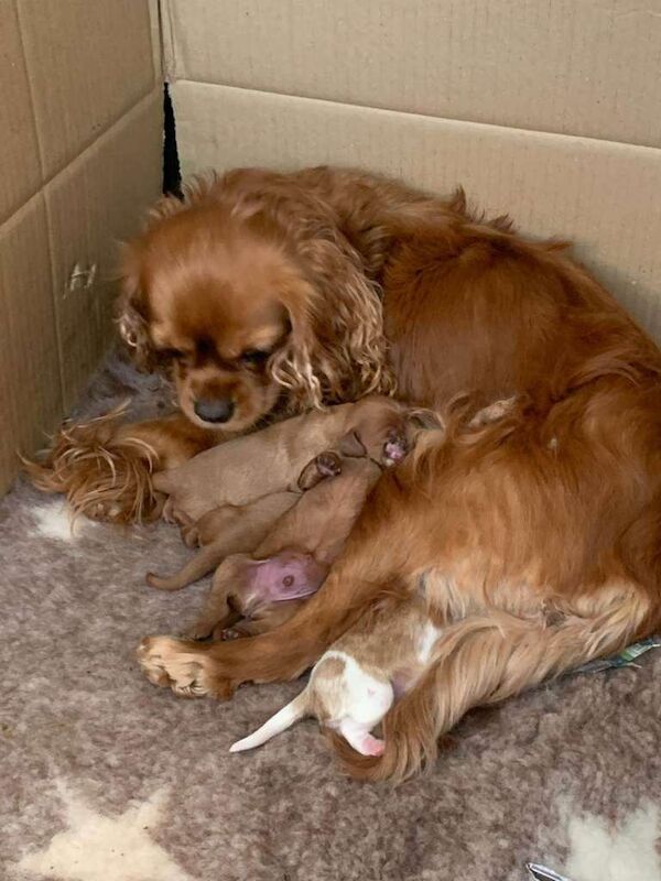 Cavalier King Charles Spaniel puppies for sale in Scunthorpe, Lincolnshire – 9 weeks old