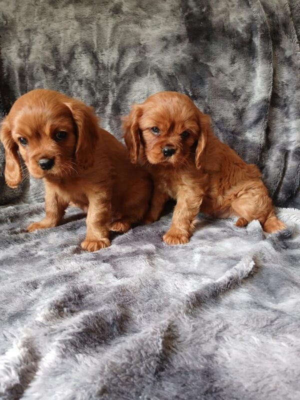Gorgeous Cavalier Puppies for sale ready now