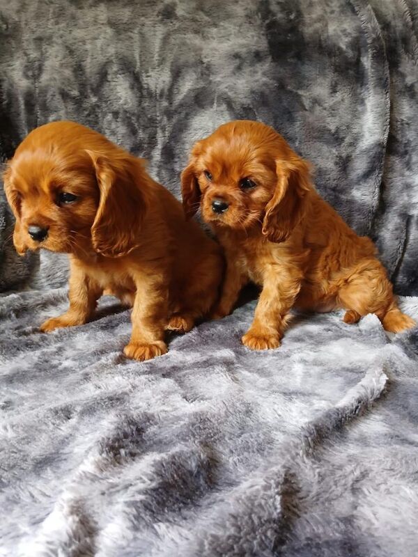 Gorgeous Cavalier Puppies for sale ready now - Image 2 of 3