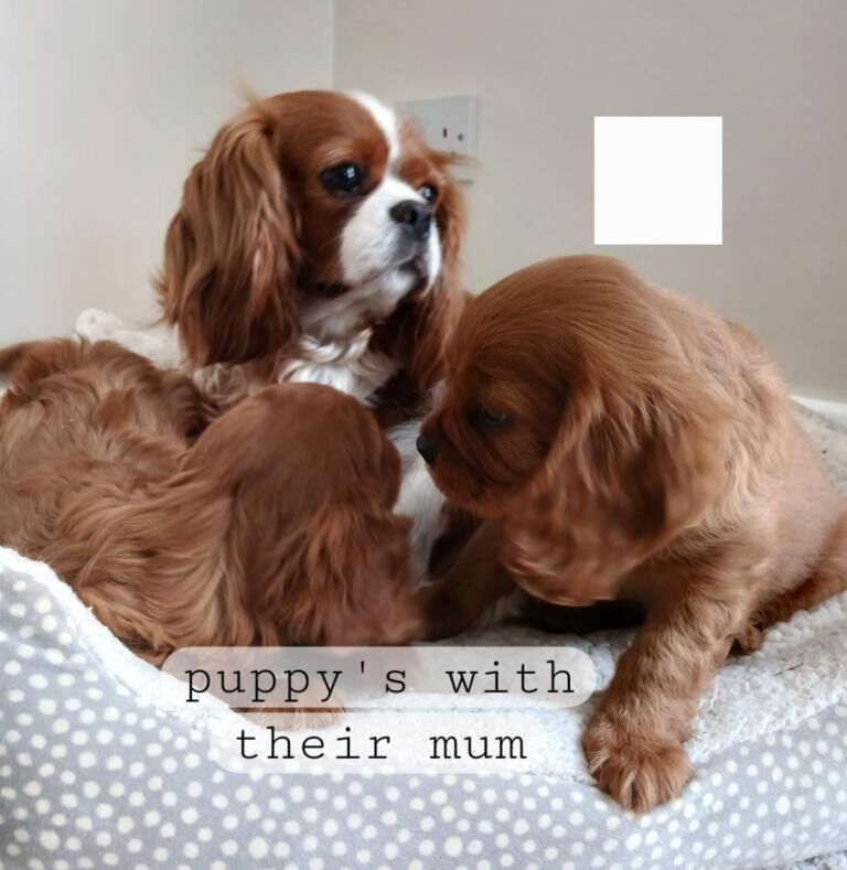 Gorgeous Cavalier Puppies for sale ready now - Image 3 of 3