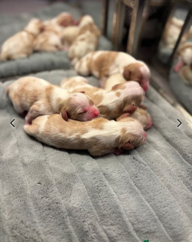 🐾 Gorgeous KC Registered Cavalier Puppies (3 now Available) 🐾 for sale in Sunderland, Tyne and Wear - Image 2