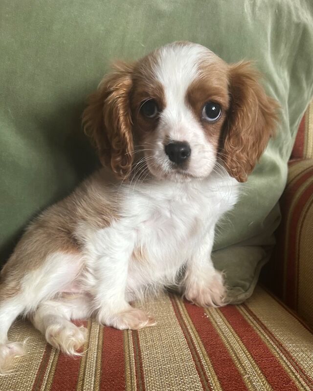 Cavalier King Charles Spaniel puppies for sale in Brampton, Cumbria – 3 months old