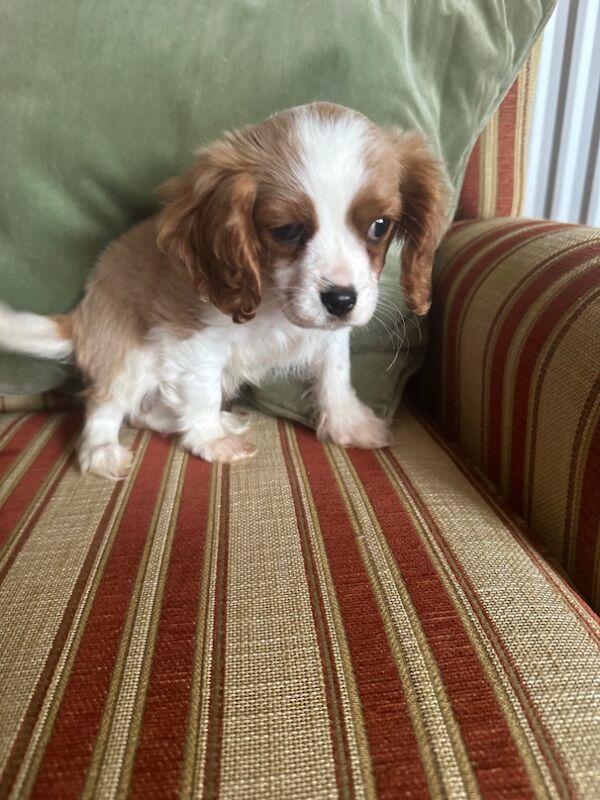 Cavalier King Charles Spaniel puppies for sale in Brampton, Cumbria – 3 months old - Image 2 of 4
