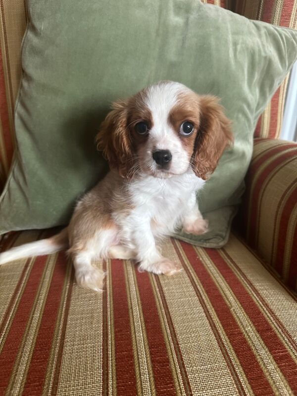 Cavalier King Charles Spaniel puppies for sale in Brampton, Cumbria – 3 months old - Image 3 of 4