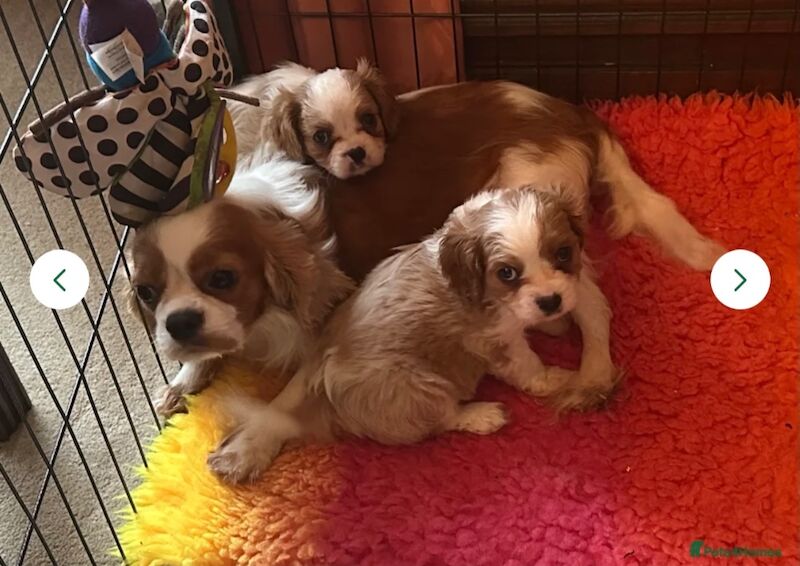 Cavalier King Charles Spaniel puppies for sale in Brampton, Cumbria – 3 months old - Image 4 of 4