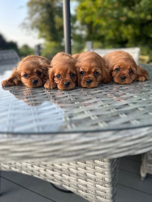 Cavalier King Charles Spaniel puppies for sale in Armagh, County Armagh – KC registered, 8 weeks old