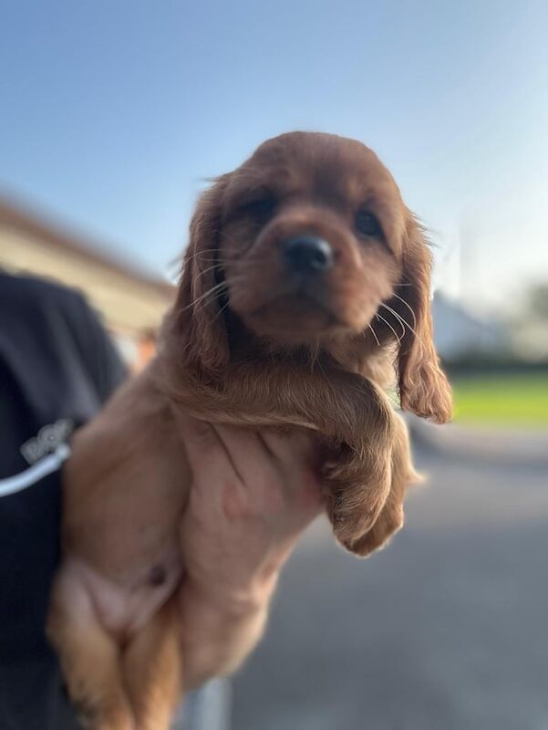 Cavalier King Charles Spaniel puppies for sale in Armagh, County Armagh – KC registered, 8 weeks old - Image 2 of 3