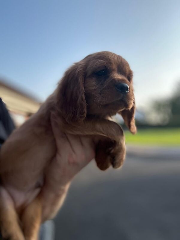Cavalier King Charles Spaniel puppies for sale in Armagh, County Armagh – KC registered, 8 weeks old - Image 3 of 3
