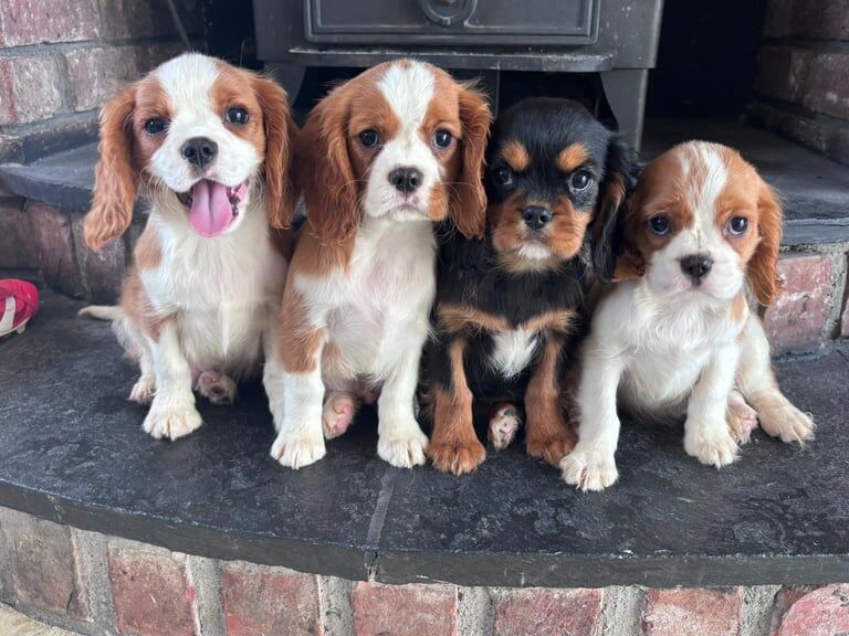 Cavalier King Charles Spaniel puppies for sale in Newcastle, County Down – KC registered, 11 weeks old