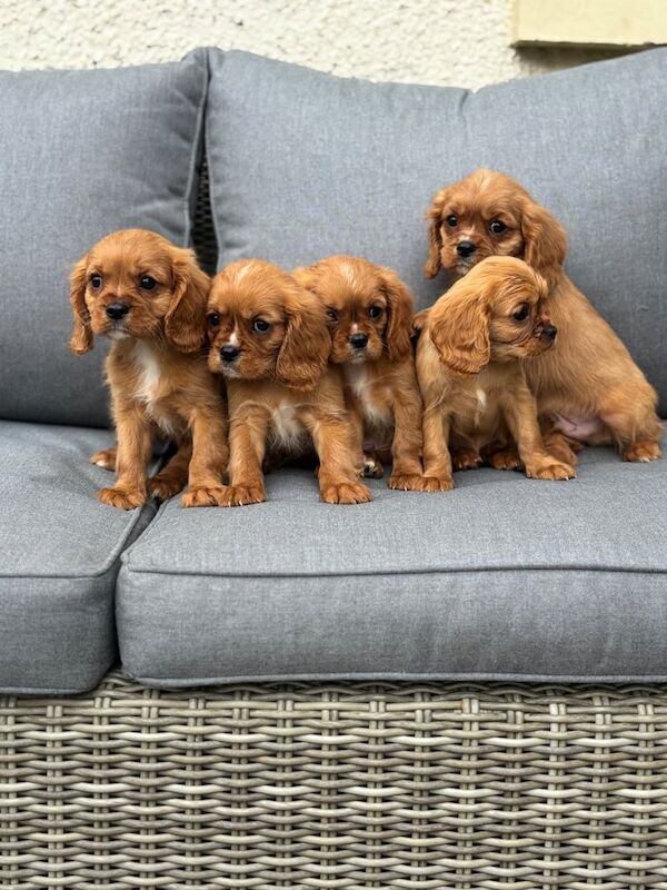 Cavalier King Charles Spaniel puppies for sale in Castlewellan, County Down – 9 weeks old