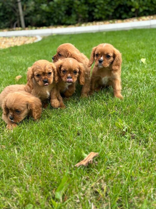 Cavalier King Charles Spaniel puppies for sale in Castlewellan, County Down – 9 weeks old - Image 2 of 3