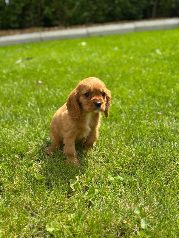 Cavalier King Charles Spaniel puppies for sale in Castlewellan, County Down – 9 weeks old - Image 3 of 3