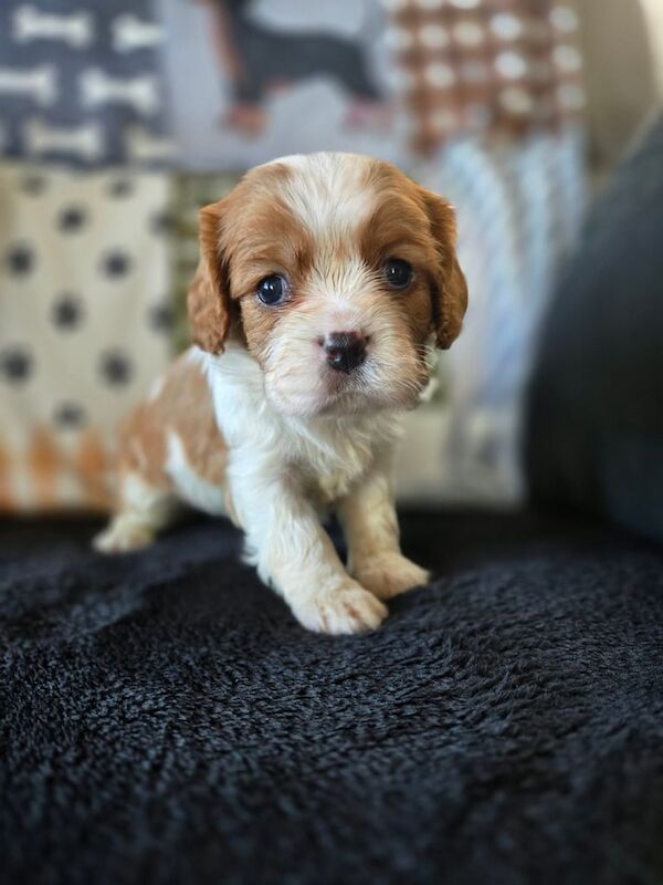 Cavalier King Charles Spaniel puppies for sale in Airdrie, Lanarkshire – KC registered, 6 weeks old