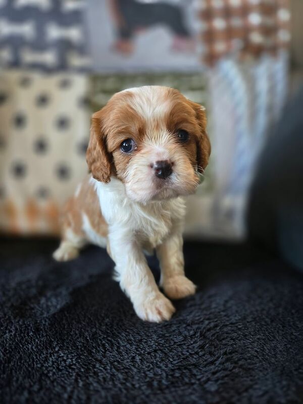 Cavalier King Charles Spaniel puppies for sale in Airdrie, Lanarkshire – KC registered, 6 weeks old - Image 2 of 5