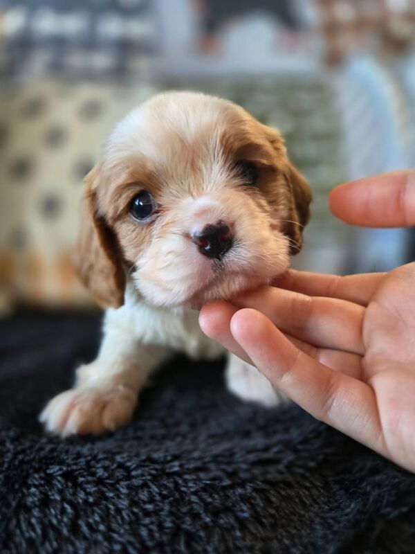 Cavalier King Charles Spaniel puppies for sale in Airdrie, Lanarkshire – KC registered, 6 weeks old - Image 3 of 5