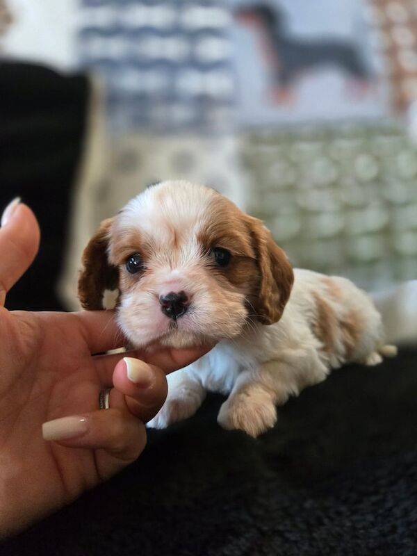 Cavalier King Charles Spaniel puppies for sale in Airdrie, Lanarkshire – KC registered, 6 weeks old - Image 4 of 5